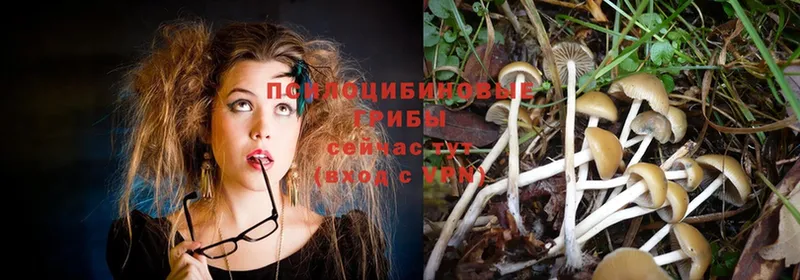 Галлюциногенные грибы Magic Shrooms  blacksprut зеркало  Кириллов 